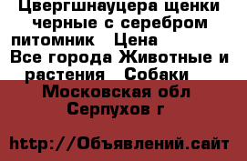 Цвергшнауцера щенки черные с серебром питомник › Цена ­ 30 000 - Все города Животные и растения » Собаки   . Московская обл.,Серпухов г.